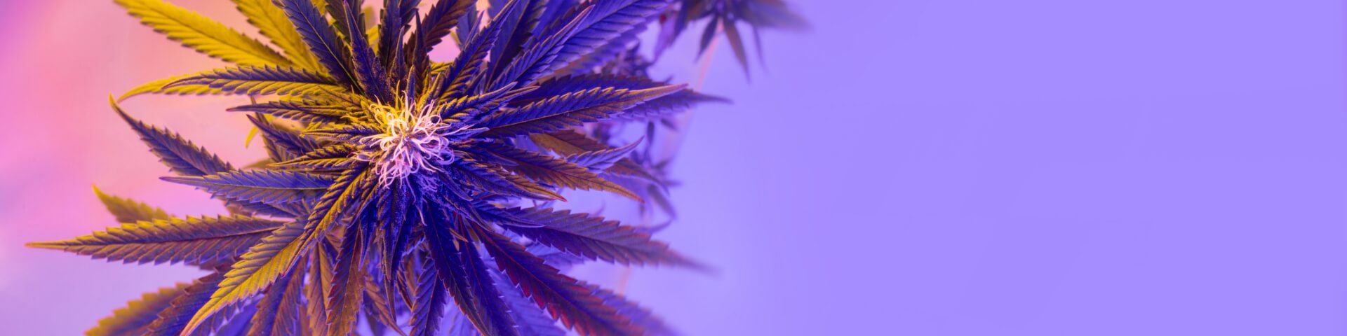 <br />
<b>Warning</b>:  Trying to access array offset on value of type bool in <b>/home/redneckm/pure-cannabis.redneck.media/wp-content/themes/_pure/layouts/newsletter.php</b> on line <b>61</b><br />
